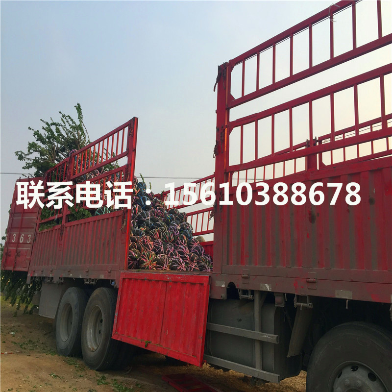 櫻桃小苗多少錢一棵、櫻桃小苗產(chǎn)量多少