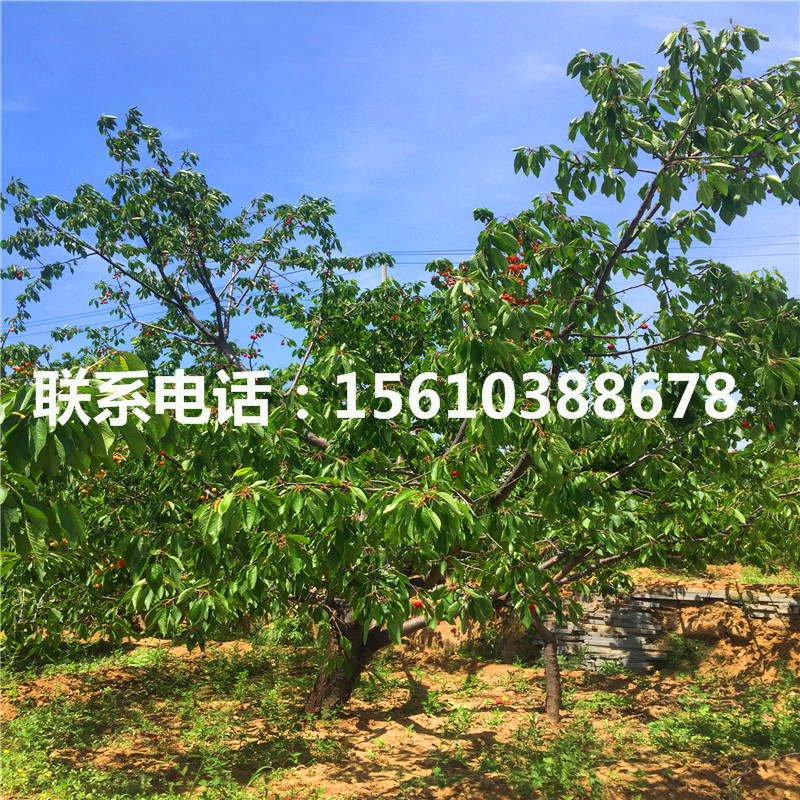 新品種櫻桃小苗、櫻桃小苗種植技術(shù)
