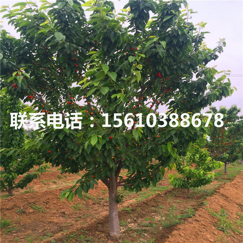哪里有賣櫻桃小苗、櫻桃小苗價(jià)格及報(bào)價(jià)