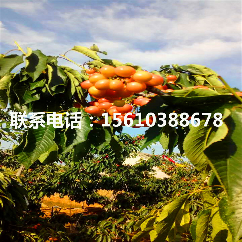 櫻桃小苗多少錢一棵、櫻桃小苗產(chǎn)量多少