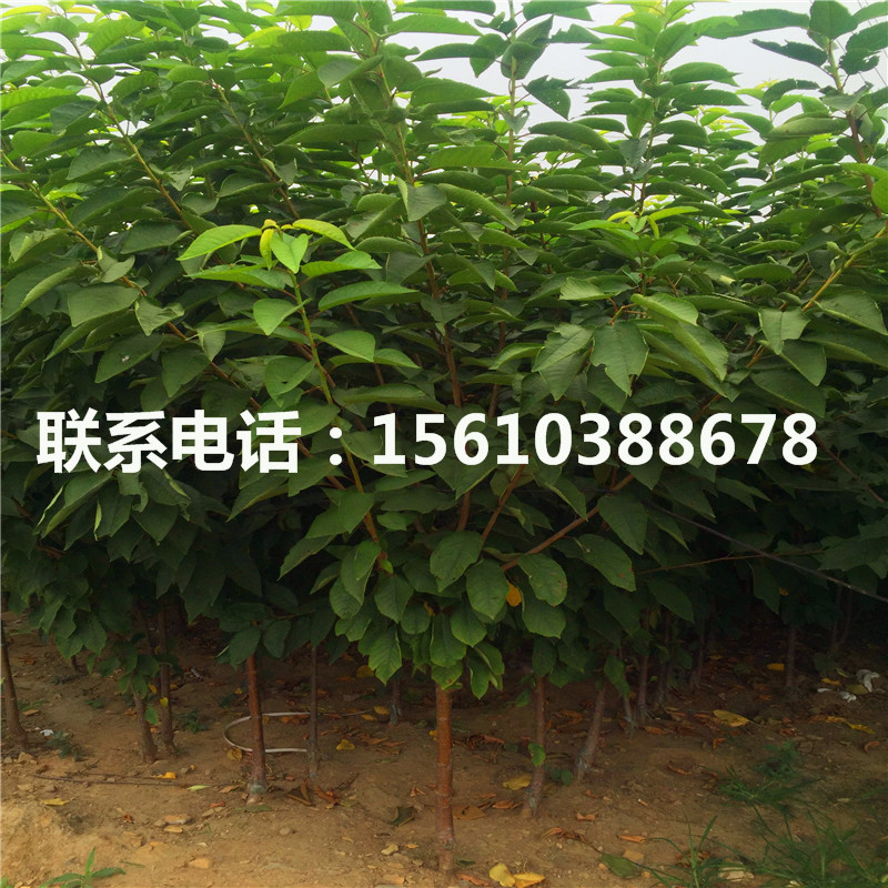 新品種櫻桃小苗、櫻桃小苗種植技術(shù)