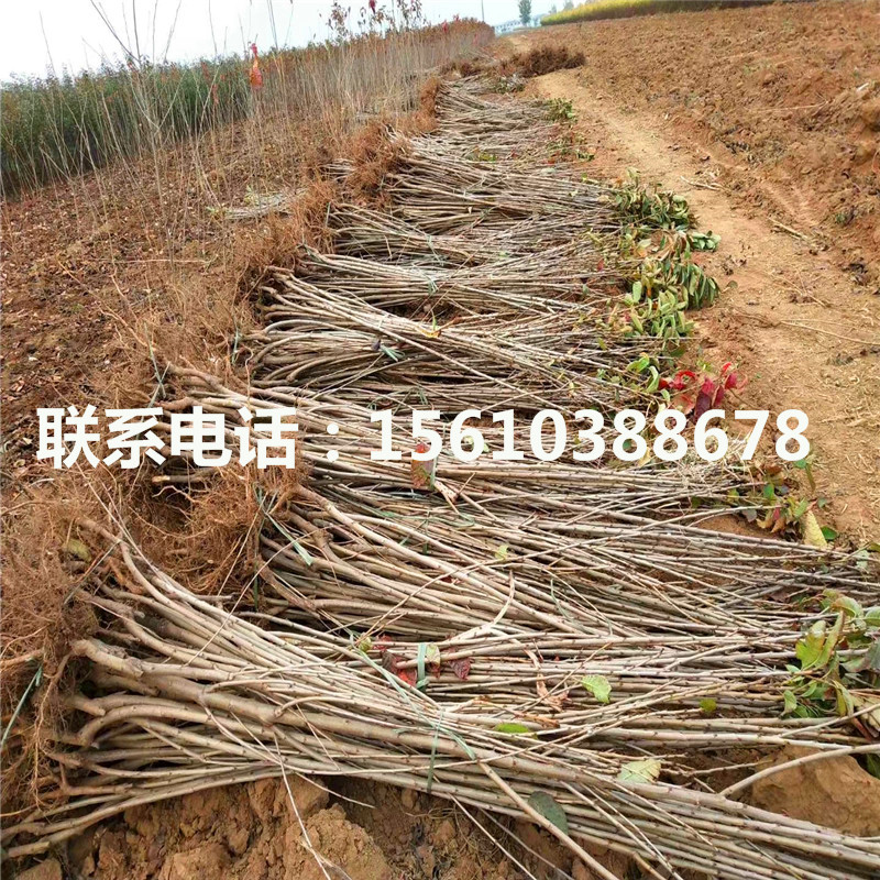 哪里有賣櫻桃小苗、櫻桃小苗價(jià)格及報(bào)價(jià)