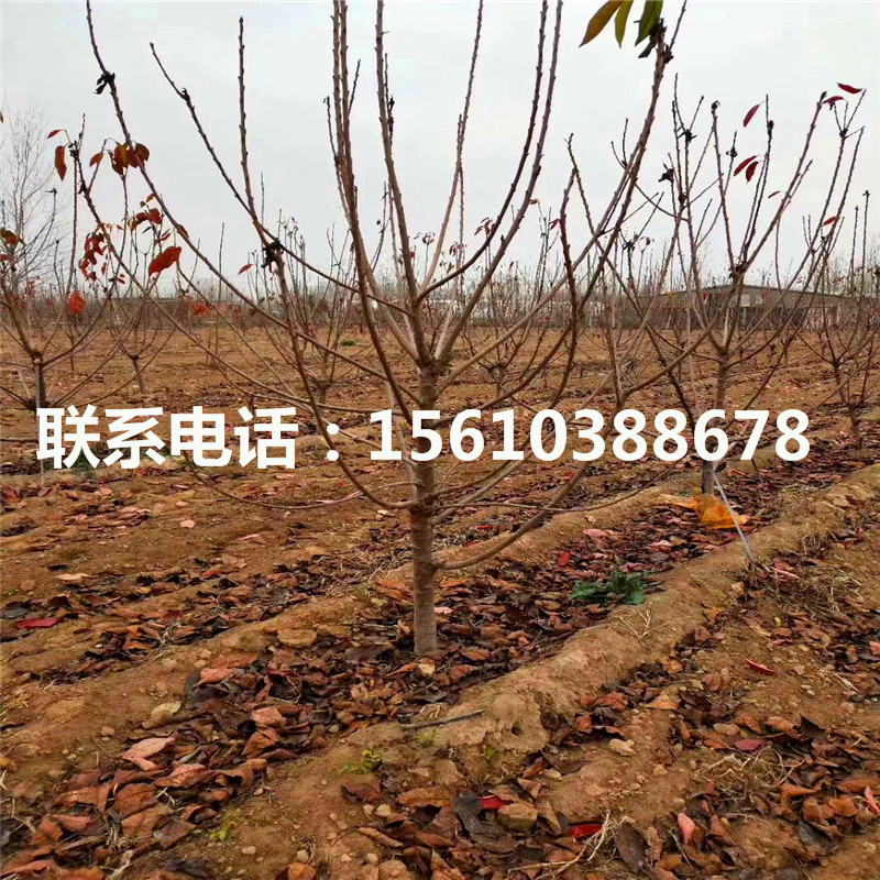 櫻桃小苗多少錢一棵、櫻桃小苗產(chǎn)量多少