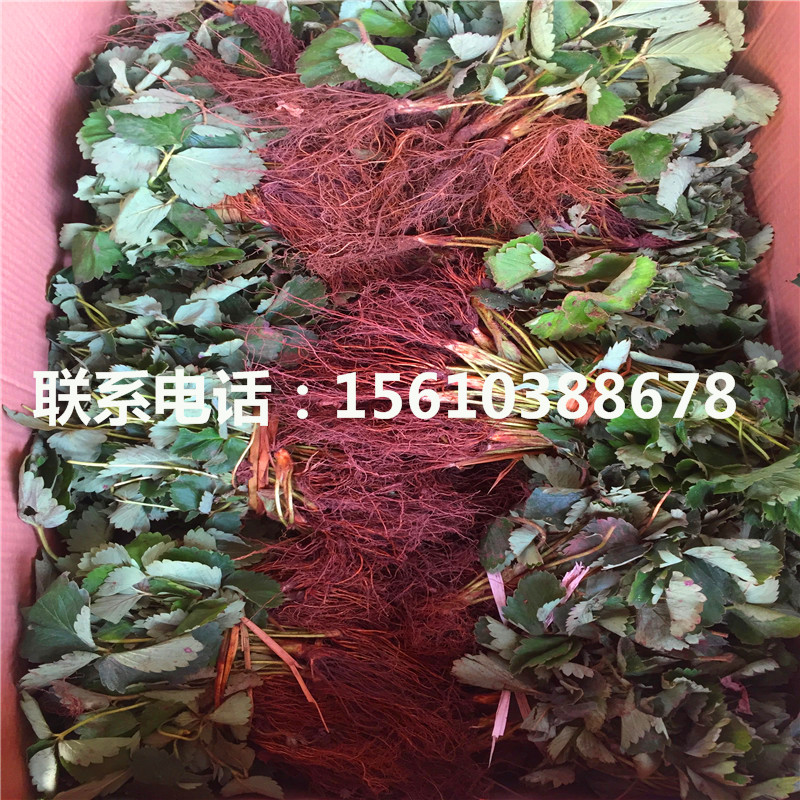 新品種天仙醉草莓苗簡(jiǎn)介
