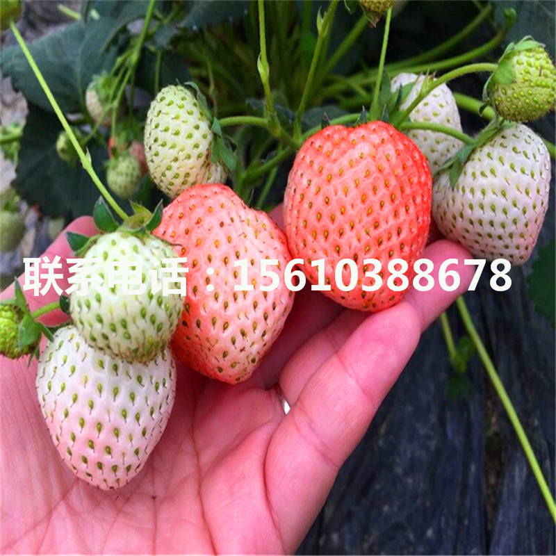 2019年红玉草莓苗批发厂家
