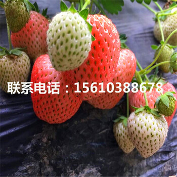 冬香草莓苗批發(fā)、冬香草莓苗出售單價