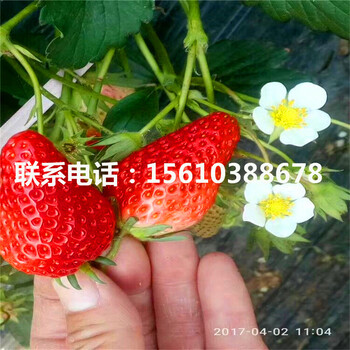 寶交草莓苗行情、寶交草莓苗批發(fā)單價