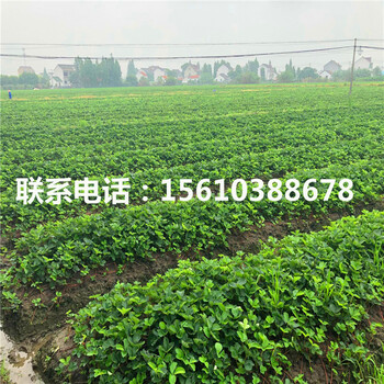 紅臉頰草莓苗供應(yīng)批發(fā)、紅臉頰草莓苗一畝地栽多少棵