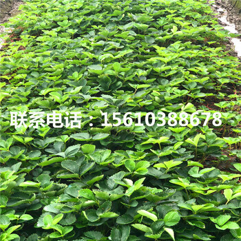 雪里香草莓苗怎么種、雪里香草莓苗一畝地產(chǎn)多少斤