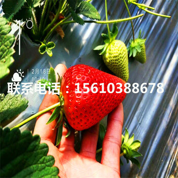 新品種香蕉草莓苗種植基地