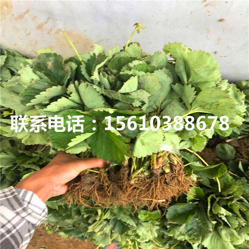 2019年红玉草莓苗批发厂家