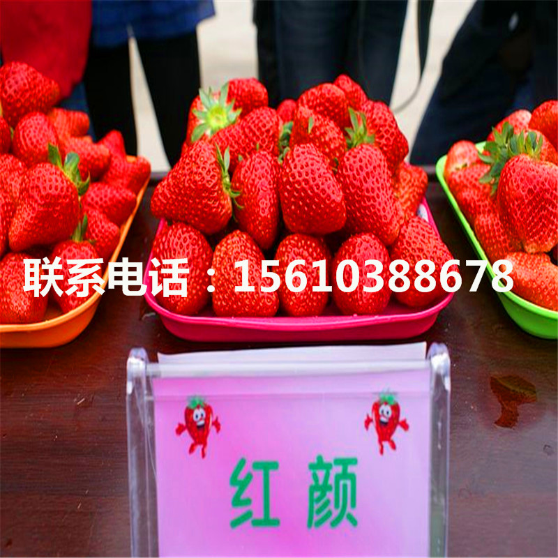 新品种女峰草莓苗一亩地产多少斤