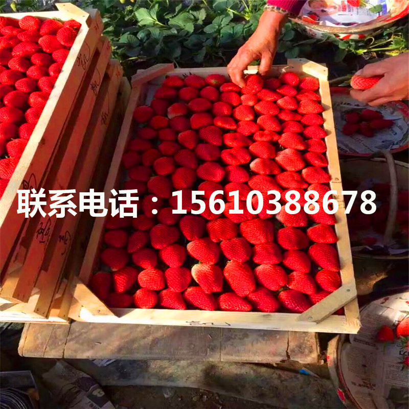 新世紀(jì)一號草莓苗管理技術(shù)、新世紀(jì)一號草莓苗基地