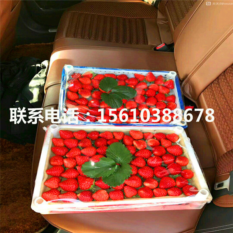 新品種甜查理草莓苗基地
