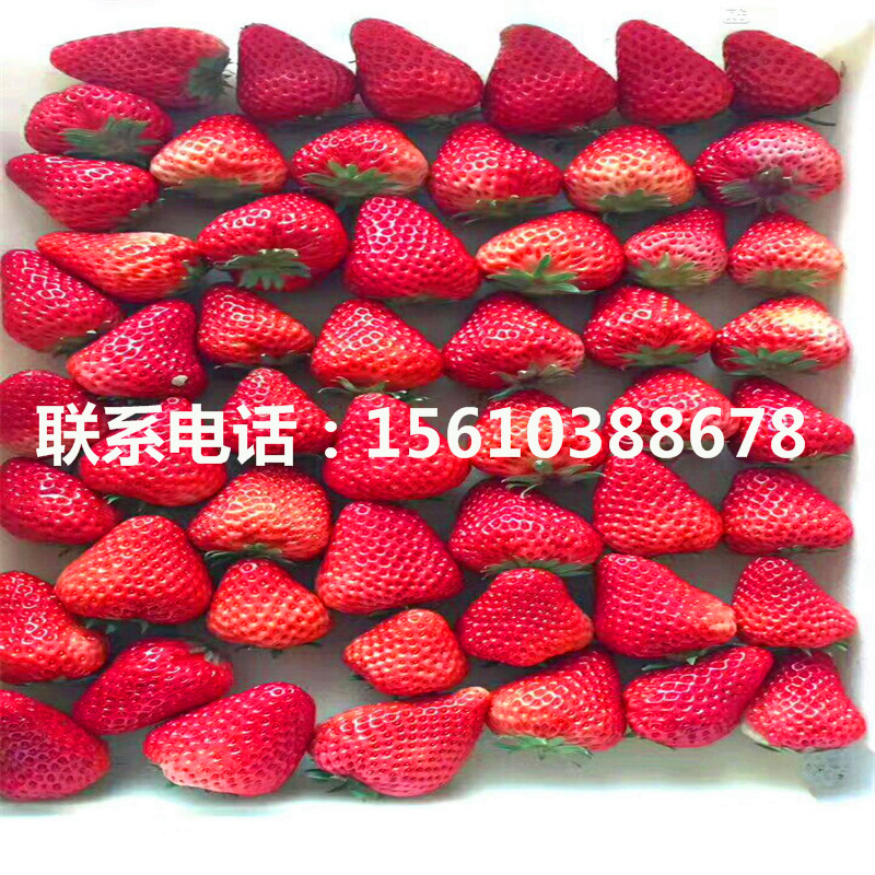 供應(yīng)政源一號草莓苗、政源一號草莓苗上車價格