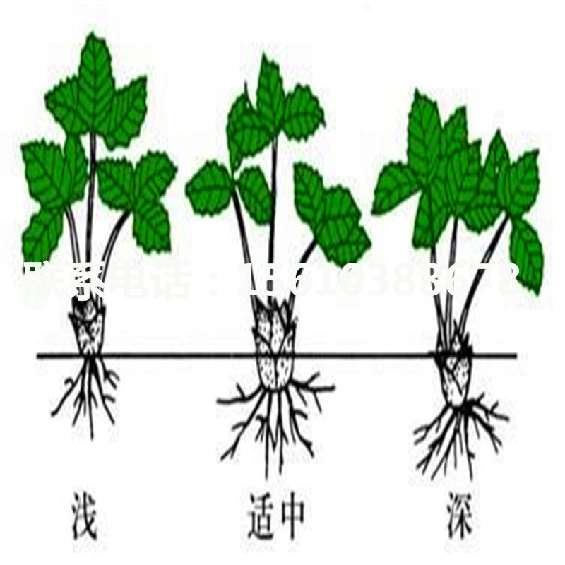 供應(yīng)政源一號草莓苗、政源一號草莓苗上車價格