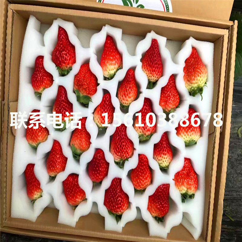 新品種寶交草莓苗批發(fā)哪里便宜