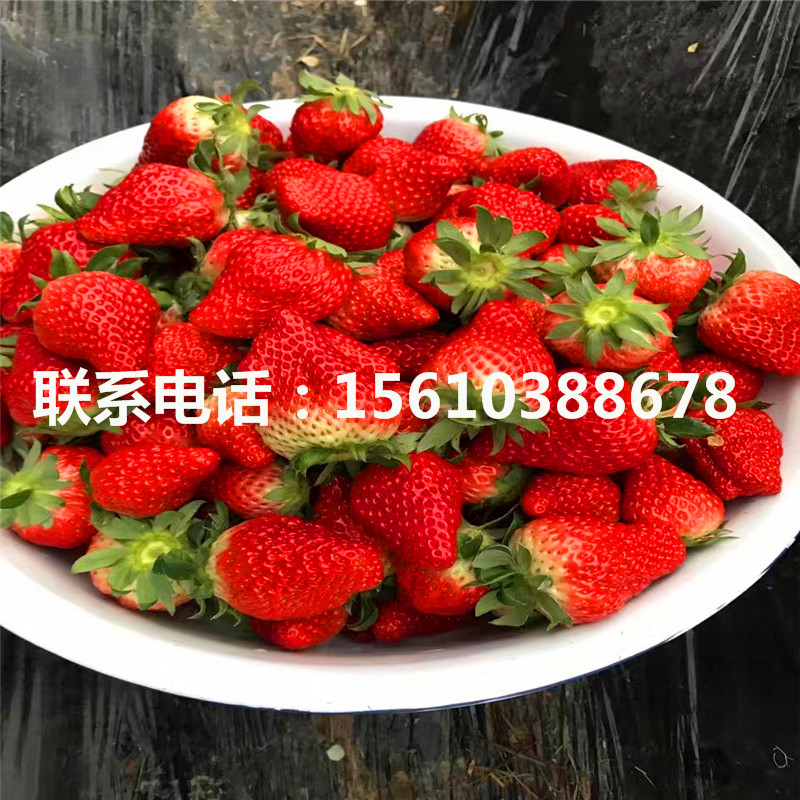 咖啡草莓苗報(bào)價(jià)、咖啡草莓苗供應(yīng)價(jià)格
