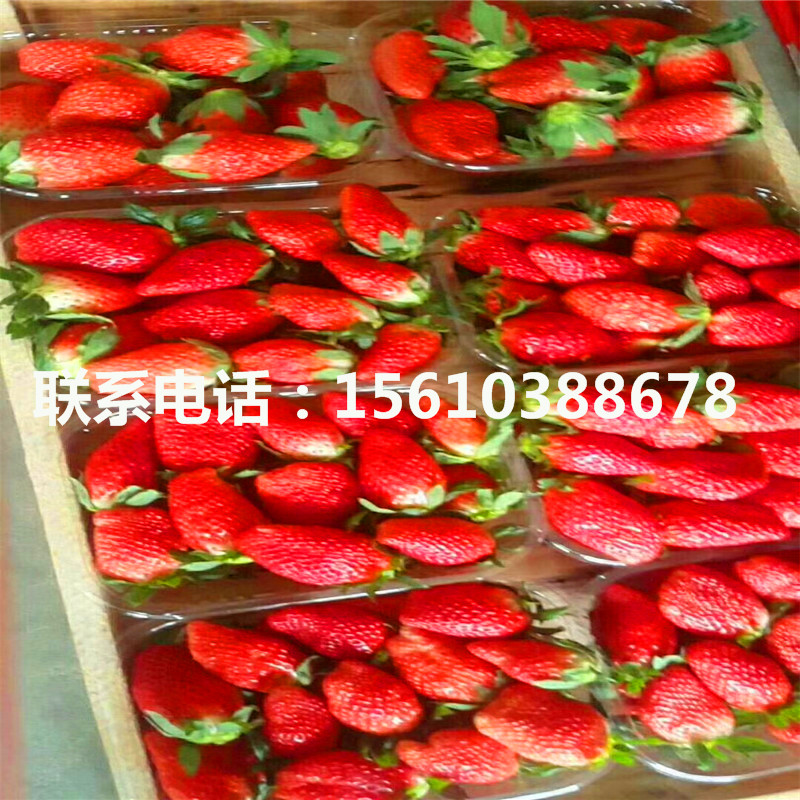 脫毒瑪雅草莓苗出售單價(jià)