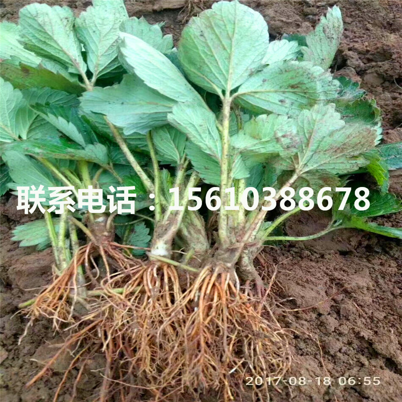 新品种红宝石草莓苗怎么种