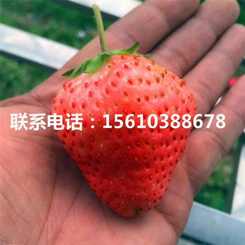 新品种红宝石草莓苗怎么种