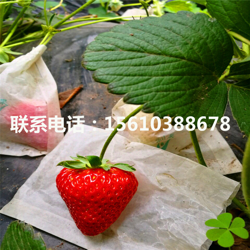 牛奶草莓苗出售基地、牛奶草莓苗基地