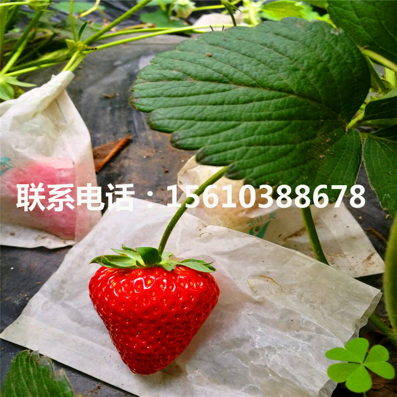 京郊小白草莓苗出售價(jià)格、京郊小白草莓苗供應(yīng)商