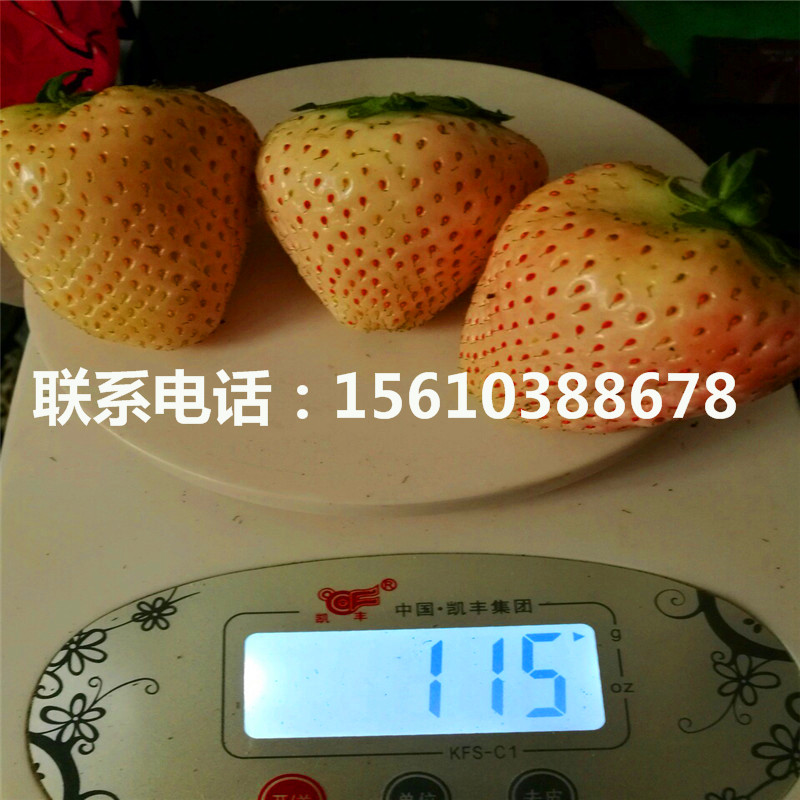 新品種美王一號(hào)草莓苗、美王一號(hào)草莓苗包郵價(jià)格