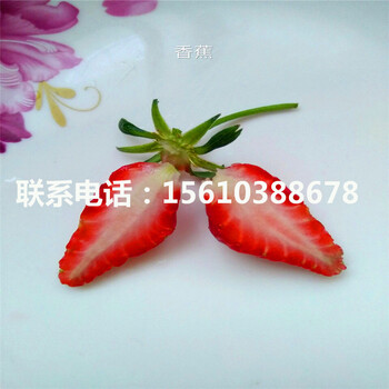 吐德拉草莓苗怎么種、吐德拉草莓苗批發(fā)基地