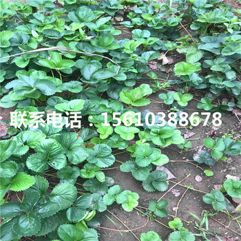 2019年新世紀一號草莓苗價格多少