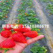 求购京桃香草莓苗、京桃香草莓苗多少钱一棵