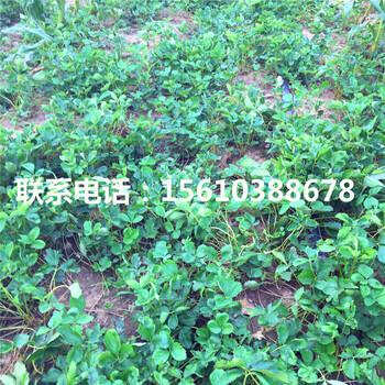 山東法蘭地草莓苗、法蘭地草莓苗價(jià)格多少錢一棵