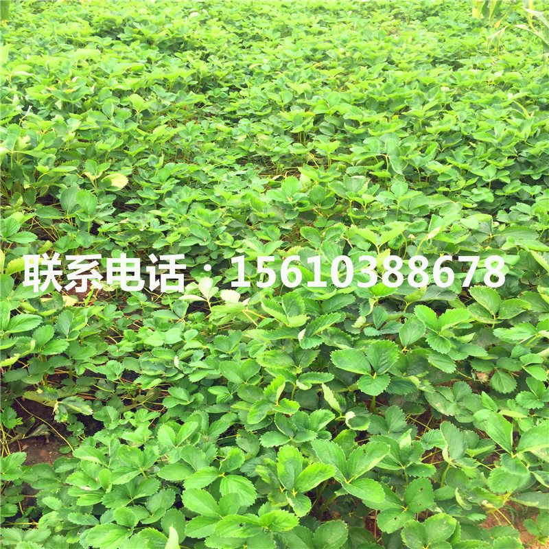 2019年紅玉草莓苗批發(fā)