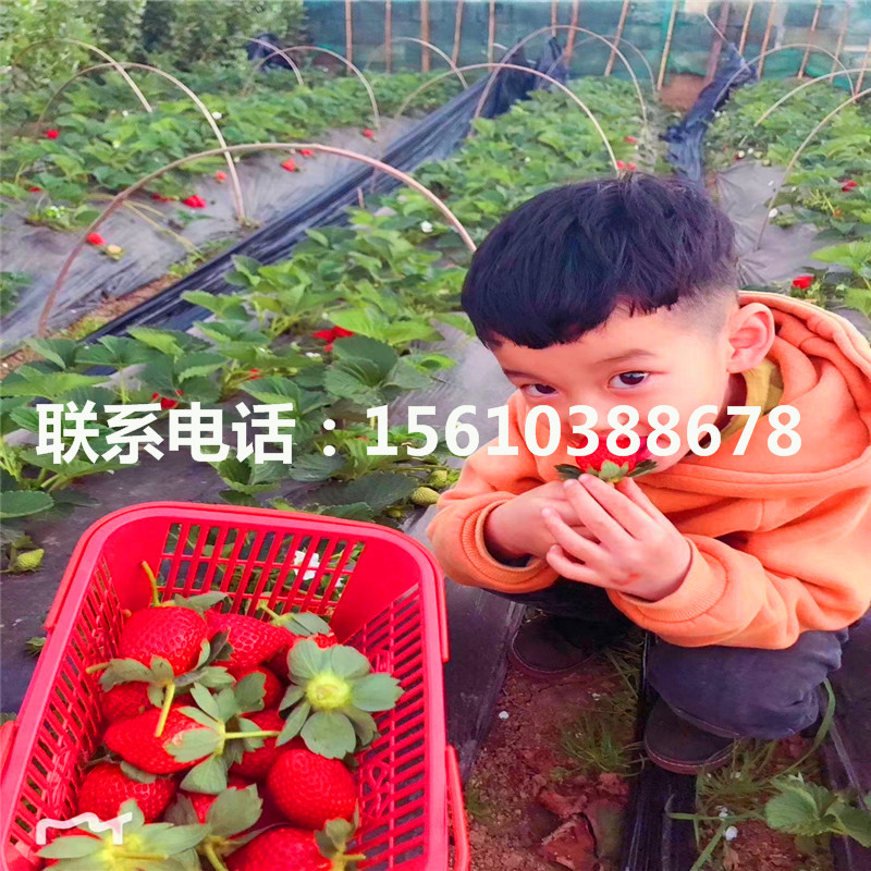 鉆石草莓苗產(chǎn)地在哪里、鉆石草莓苗出售價位