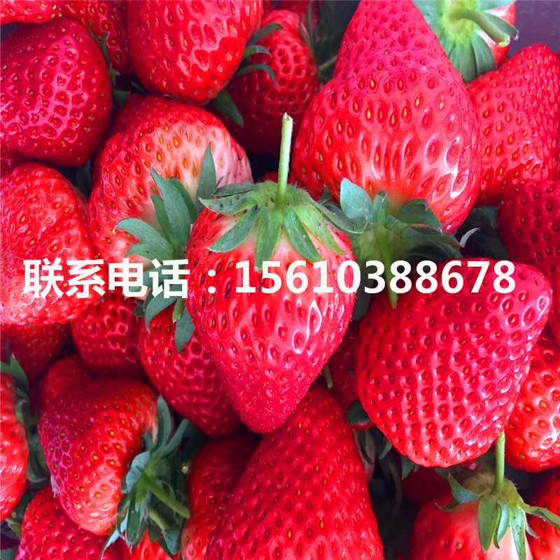 脫毒甜查理草莓苗哪里有賣