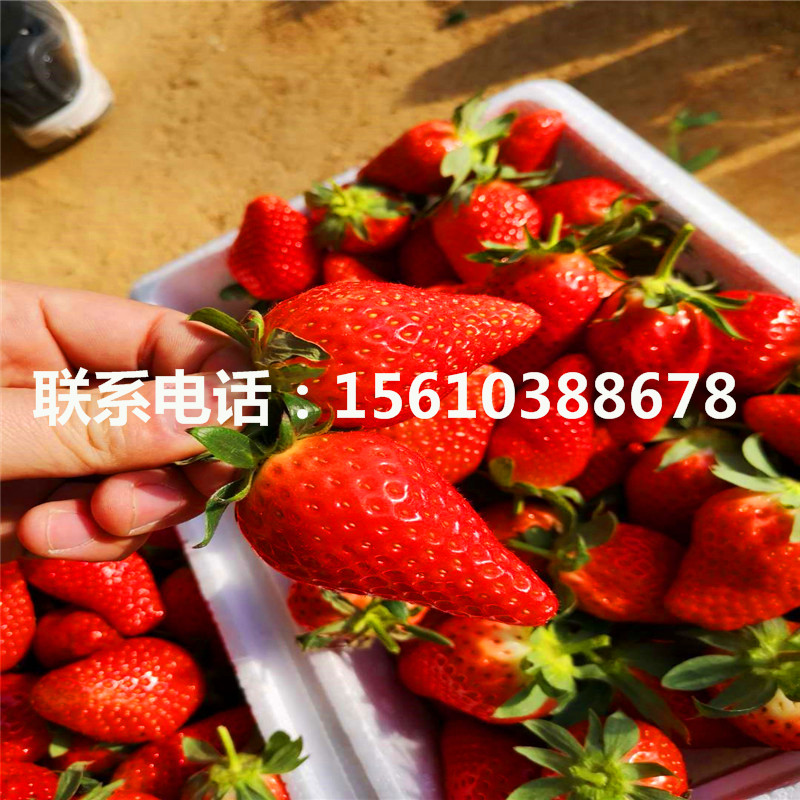 小白草莓苗哪里有賣(mài)、小白草莓苗一畝地產(chǎn)多少斤