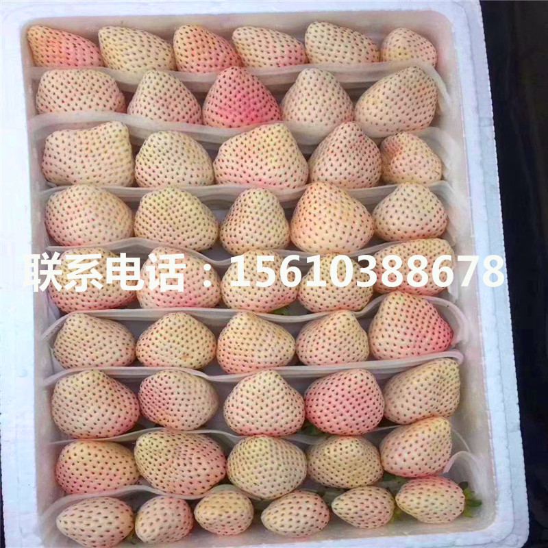 新品種政源一號草莓苗、政源一號草莓苗出售價錢