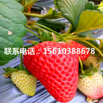 新品種美香莎草莓苗批發(fā)基地