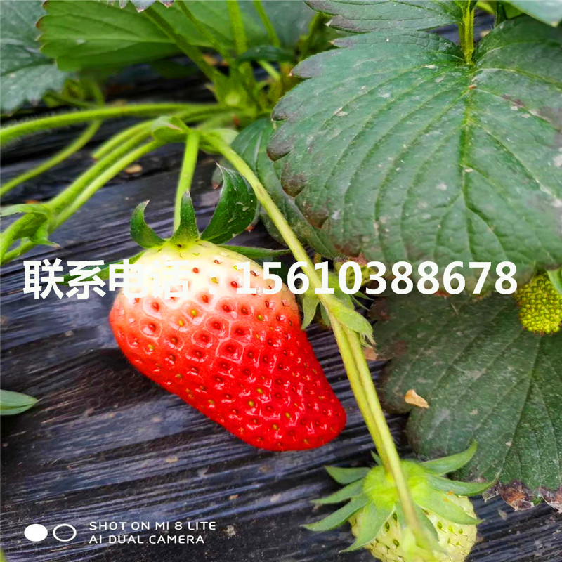山东草莓秧苗、草莓秧苗出售多少钱