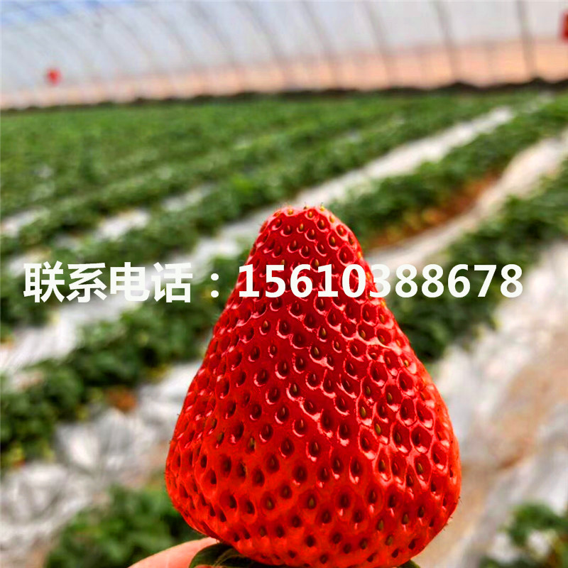山東吐德拉草莓苗、吐德拉草莓苗什么價(jià)格