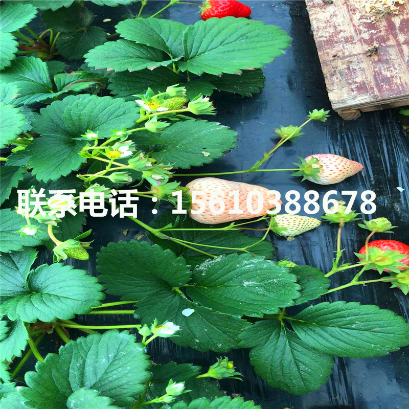 法蘭地草莓苗批發(fā)、法蘭地草莓苗批發(fā)廠家
