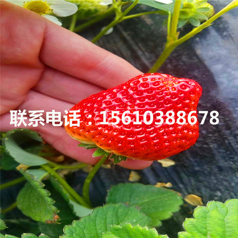 2019年塞娃草莓苗价格多少