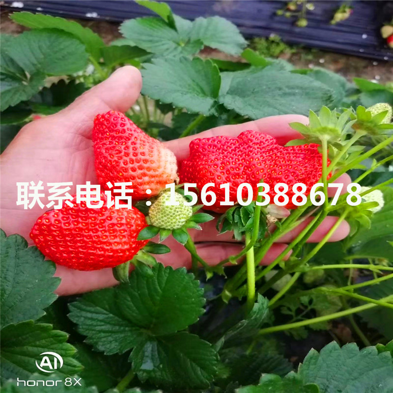 新品种钻石草莓苗价格多少