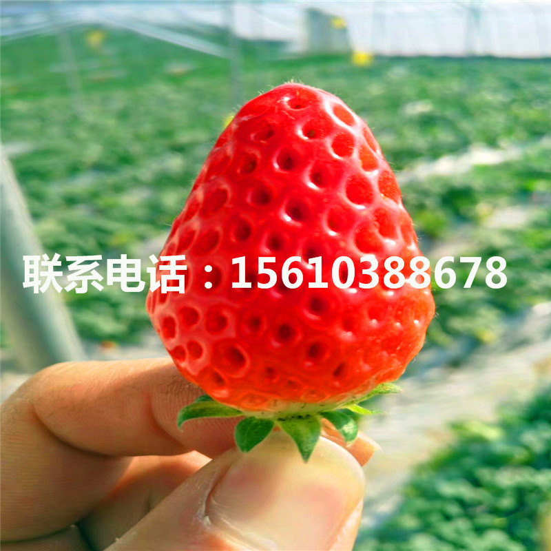 妙香3号草莓苗供应批发、妙香3号草莓苗什么时间成熟