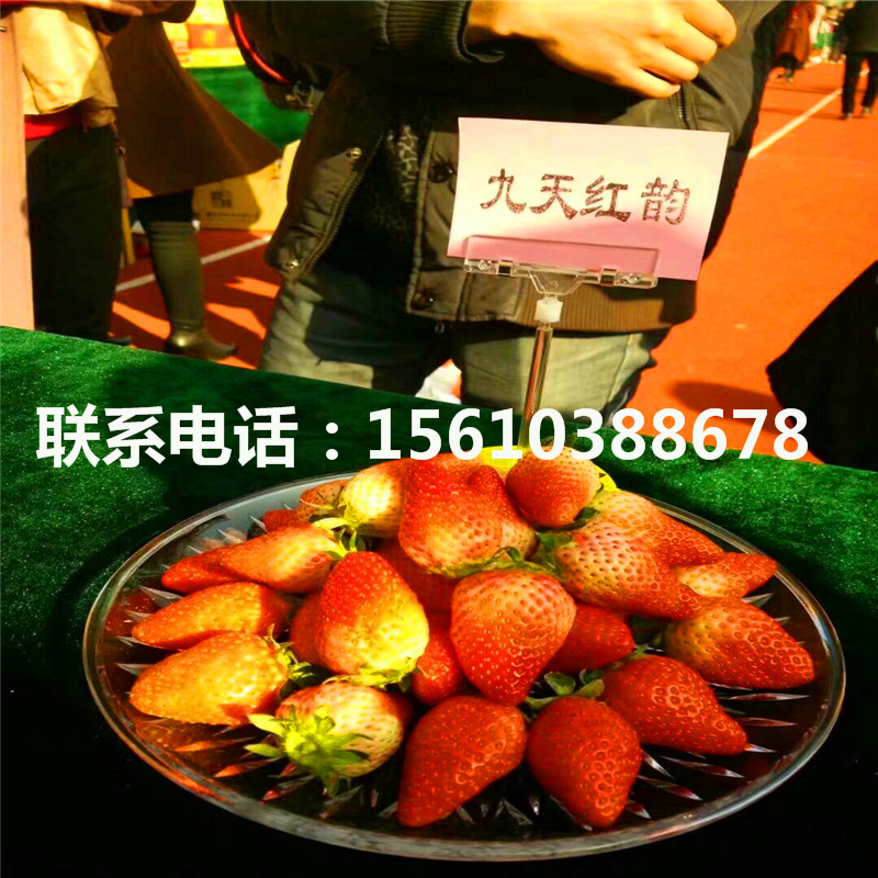 脫毒咖啡草莓苗圖片