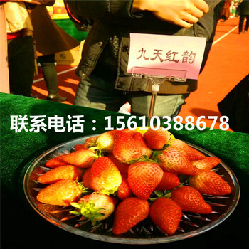 密宝草莓苗产地在哪里、密宝草莓苗什么价格