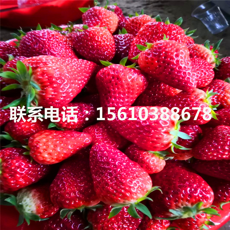 脱毒菠萝莓草莓苗多少钱一棵
