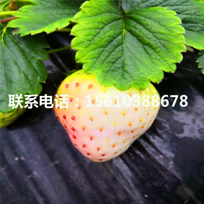 京郊小白草莓苗管理技術(shù)、京郊小白草莓苗價格