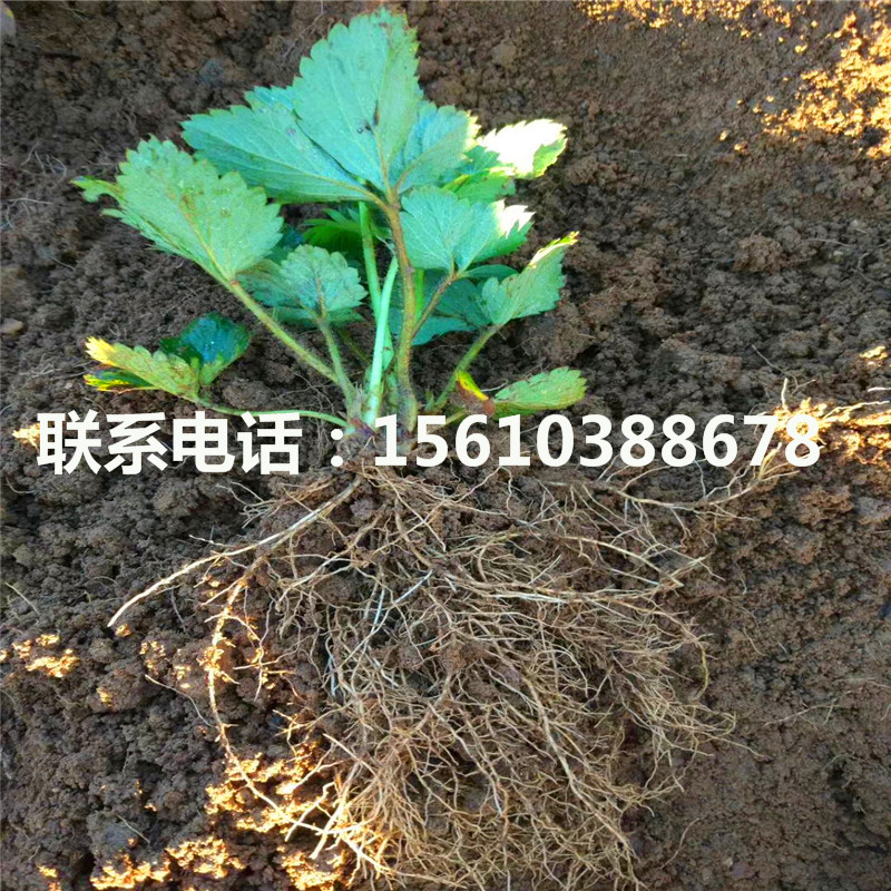 2019年圣诞红草莓苗什么时间成熟