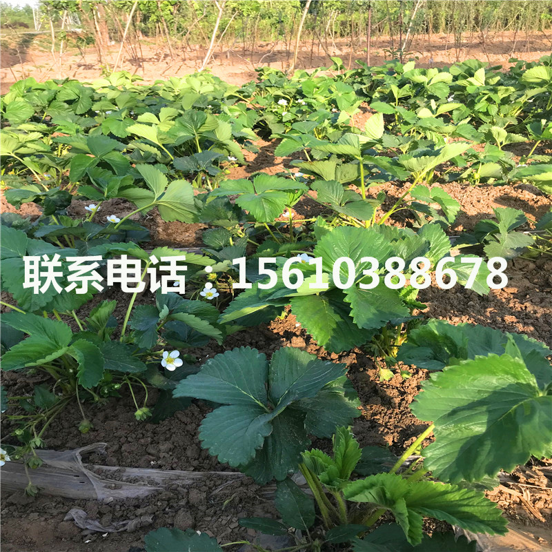 新品種寶交草莓苗、寶交草莓苗出售價(jià)錢